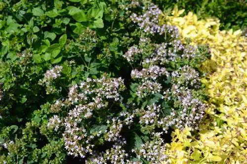 Marjoram parvarishi