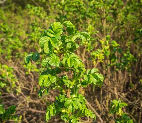 Obuolių rožių sodinimas: taip galite tai padaryti be pastangų