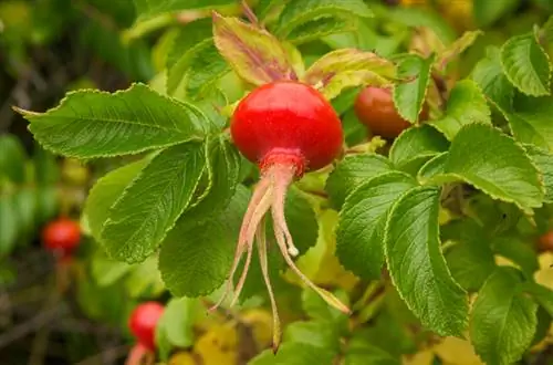 Fruits pomme rose