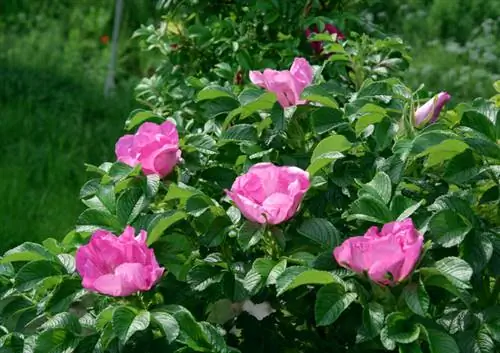 Apple rose pruning