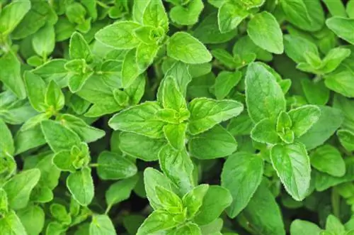 Marjoram oregano