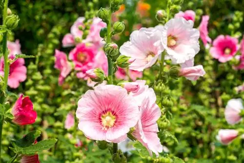 Hollyhock farmer's rose