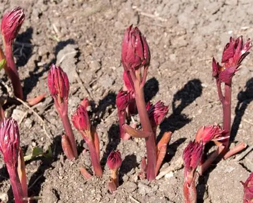 Plantar rosas de granjero correctamente: así funciona en el jardín