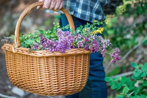 Cortar mejorana: cómo promover el crecimiento tupido