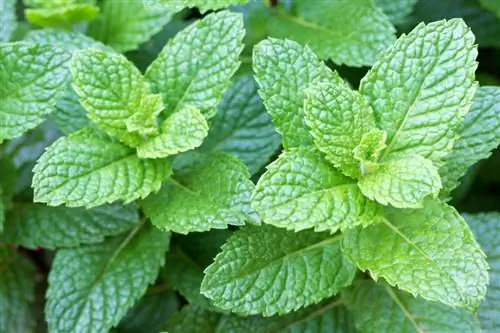 Plant peppermint