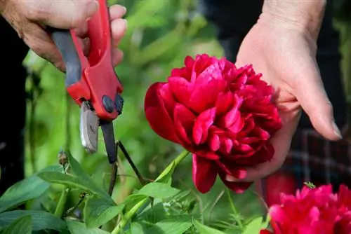 Skæring af landmandens rose: Sådan får du det perfekte snit