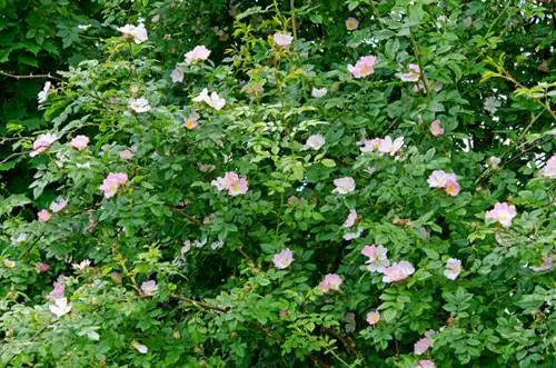 Corta correctamente la rosa silvestre: así favoreces el esplendor de las flores