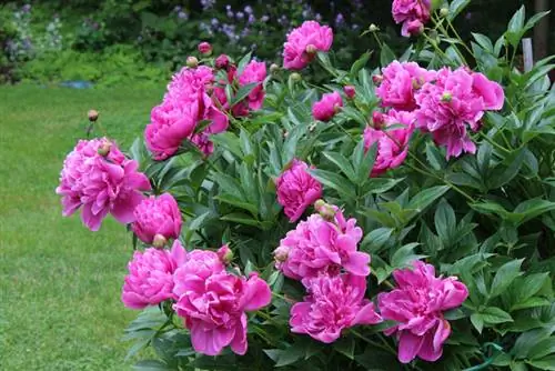 Rose fermière ou pivoine ? Différences et similitudes