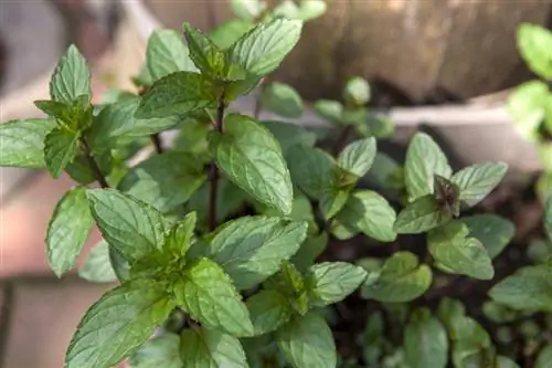 Varietas pepermin