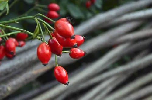 շան վարդ-վարդ հիփ