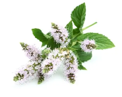 Flores de menta