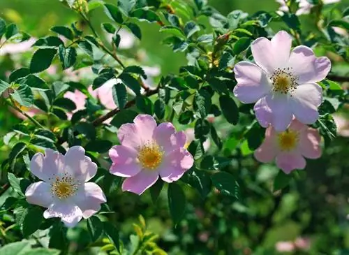 Quan floreix la rosa canina?