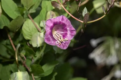 Tsis muaj paj ntawm lub tswb vine: Yuav ua li cas txhawb kom flowering