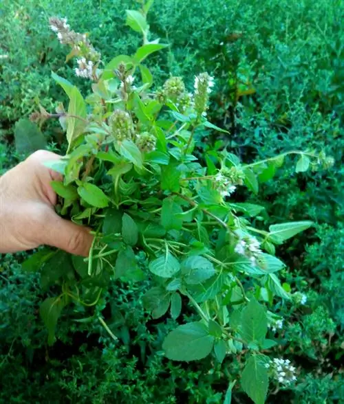 Raccogli la menta piperita