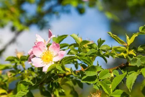 Profilo della rosa canina: tutto quello che devi sapere sulla rosa selvatica