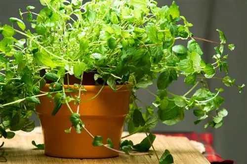 Balcone alla menta piperita