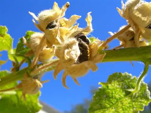 Sowing hollyhocks: kauj ruam yog kauj ruam cov lus qhia & cov lus qhia