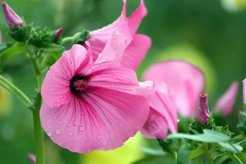 Hollyhock parvarishi: ular sizning bog'ingizda shunday gullaydi