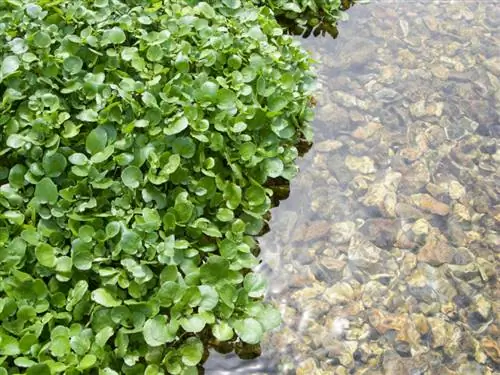 Matagumpay na lumalagong watercress: mga tip sa pangangalaga at lokasyon