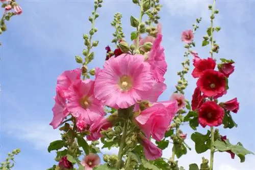 Spalvingi hollyhocks sode: priežiūros ir sodinimo patarimai