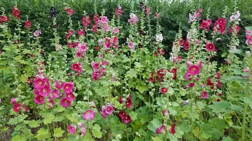 Propagate hollyhock