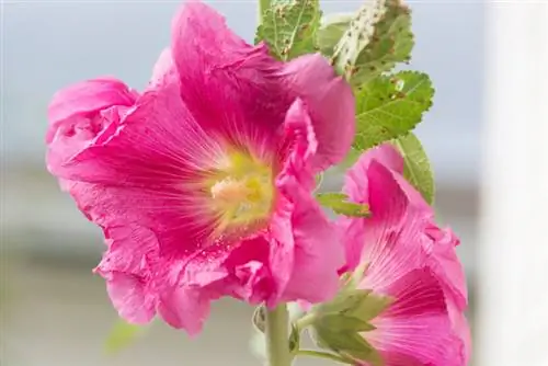 Hollyhock diseases