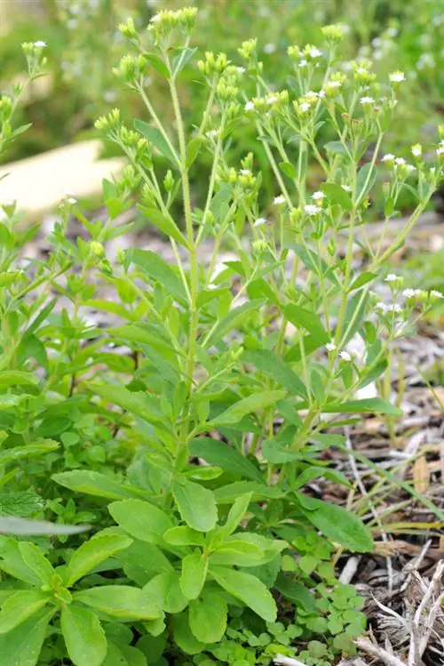 Semillas de stevia