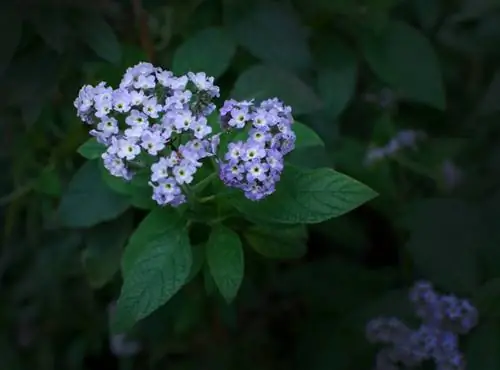 Cuidado de las flores de vainilla: consejos para plantas con flores sanas