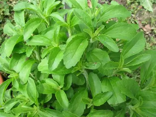 Stevia origin