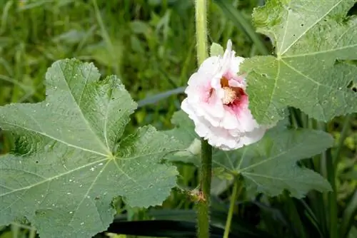 Hollyhock: Majani ya kula na matamu kwa saladi yako