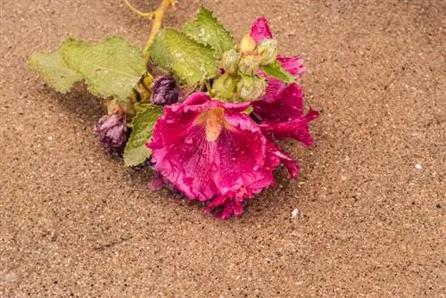 Overwinter hollyhock