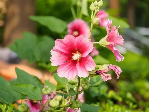 Hollyhock monivuotinen