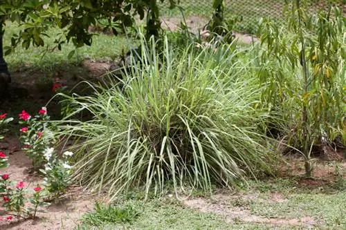 Nega limonske trave: nasveti za zdrave, aromatične rastline