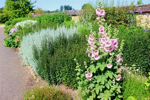 Bemesting van stokrose: wenke vir welige blomme