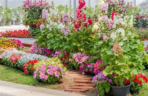 Hollyhocks մի կաթսա