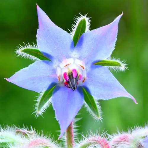 Borage lom