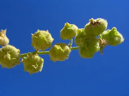 Hollyhocks: naberite semena, posejte in uživajte