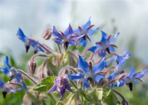 Plantació de borratja