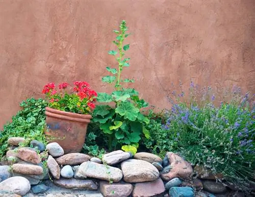 Cultiu de malvarroses al vostre propi jardí: així és com funciona