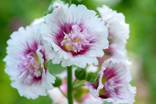 Hollyhocks za kuvutia: gundua utofauti wao