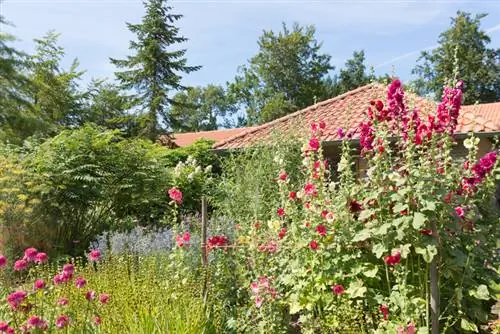 Hollyhocks a kertben: Hogyan válasszuk ki a megfelelő helyet