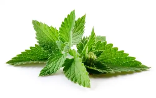 Lemon balm: Edible, delicious and versatile