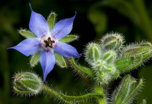 Borage ligging