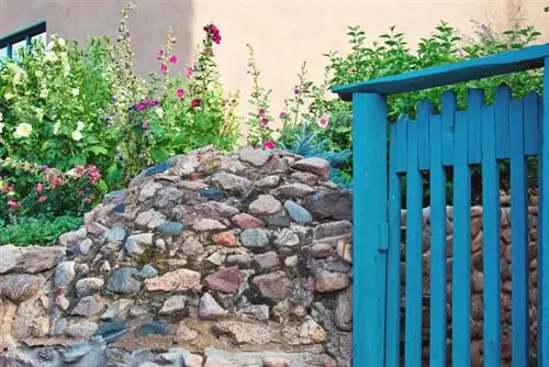 Transplantation de roses trémières : Quand et quel est le meilleur moment ?