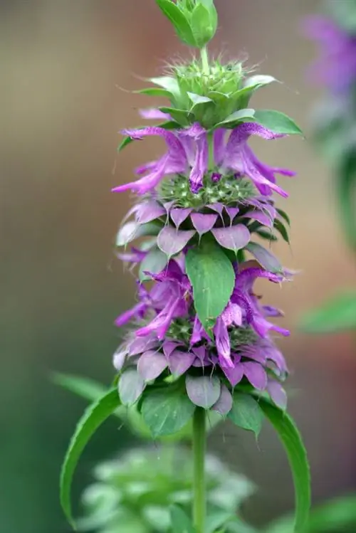 Masa berbunga lemon balm