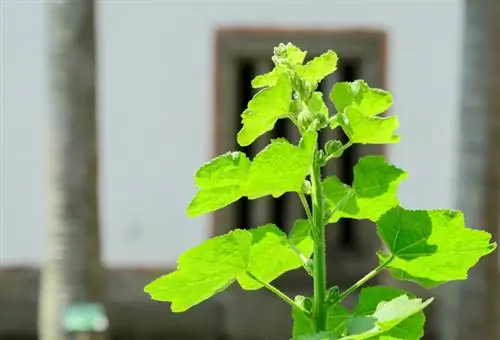 Lebih suka tumbuhan hollyhock