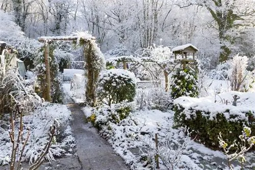 Hardy hollyhocks: taip jie gerai išgyvena š altį