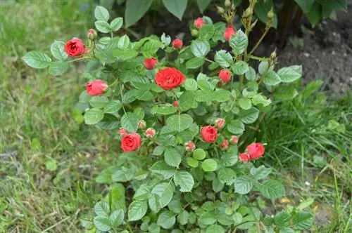 Dwarf Rose Care: Tswv yim rau kev noj qab haus huv & paj ntoo