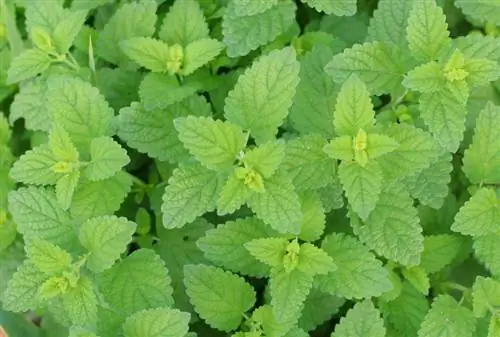 Lemon balm profile