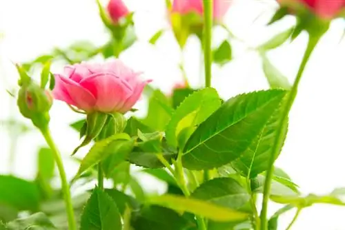 Rose nane: quali varietà si adattano al tuo giardino?